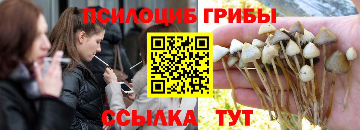 Галлюциногенные грибы прущие грибы  Вход с VPN  Дятьково 